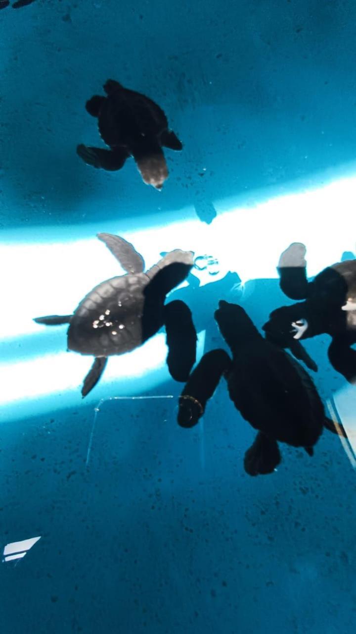 The & Turtle Sanctuary 5* Pemuteran (Bali)