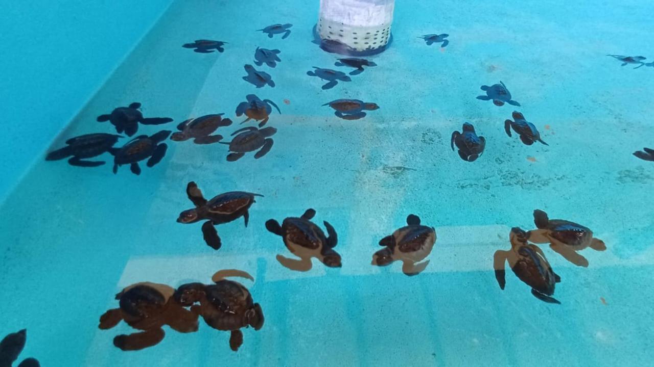 Hotel The & Turtle Sanctuary