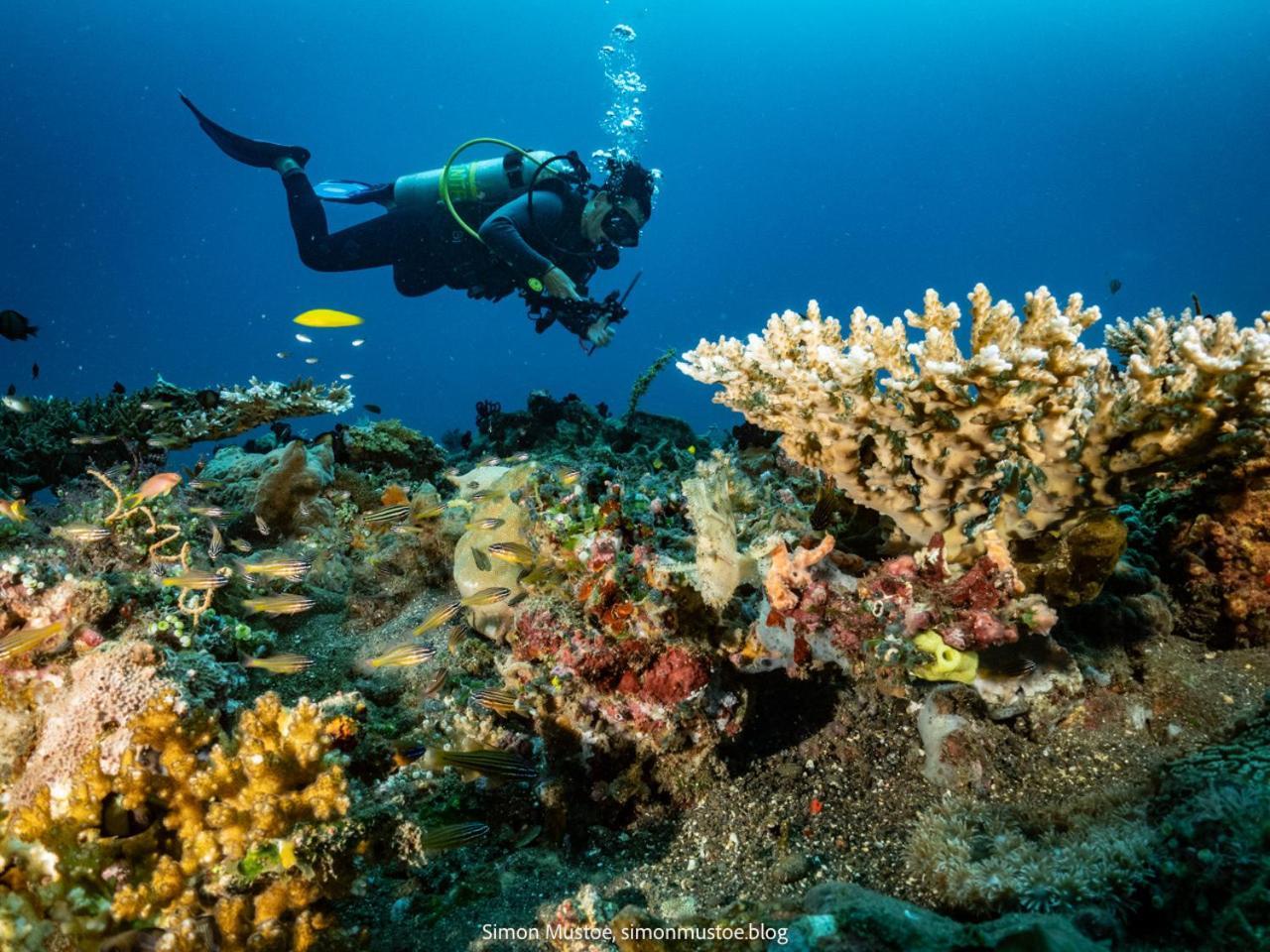 Teluk Karang Dive & Hotel *