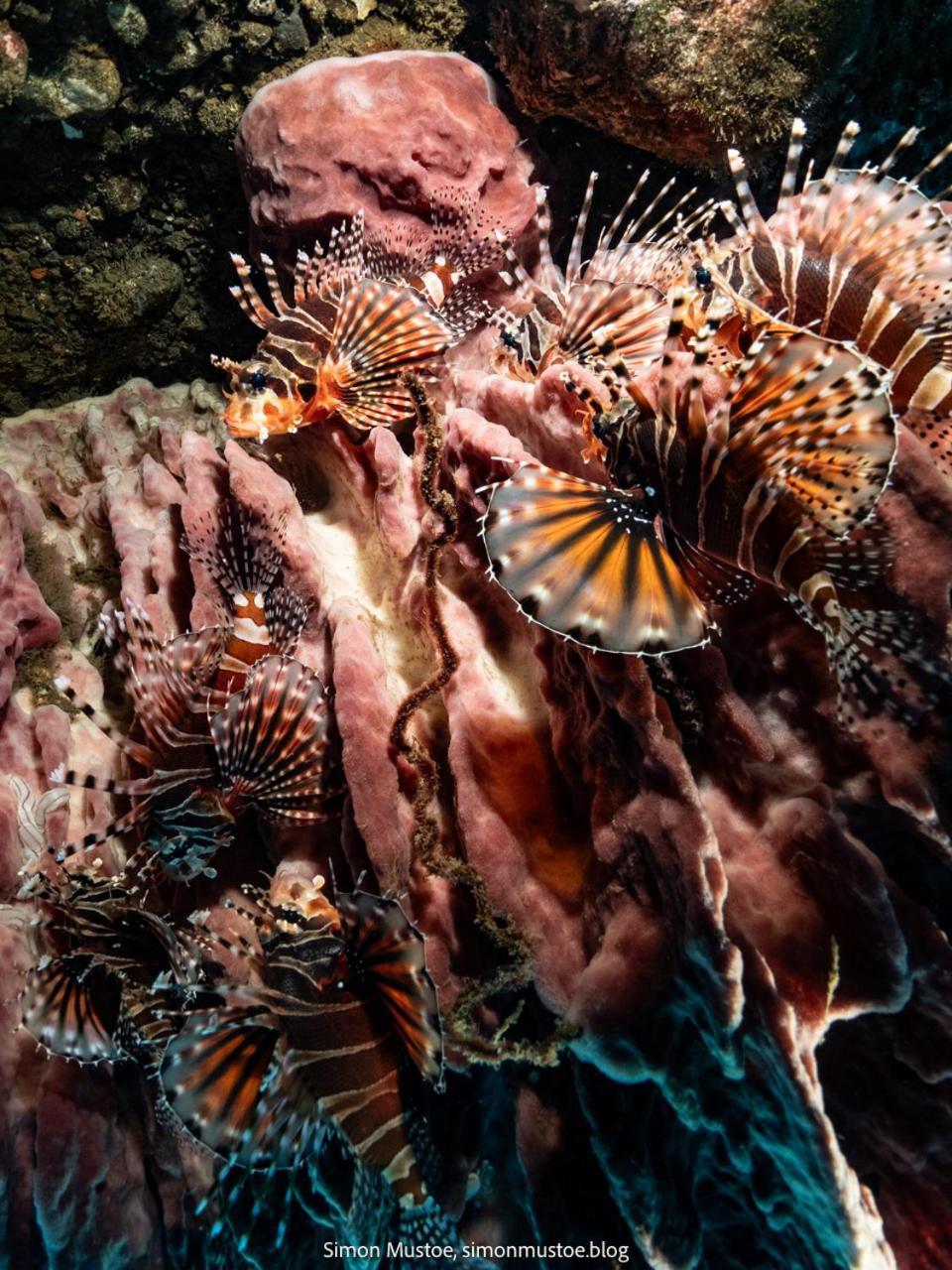 Hotel Teluk Karang Dive & *