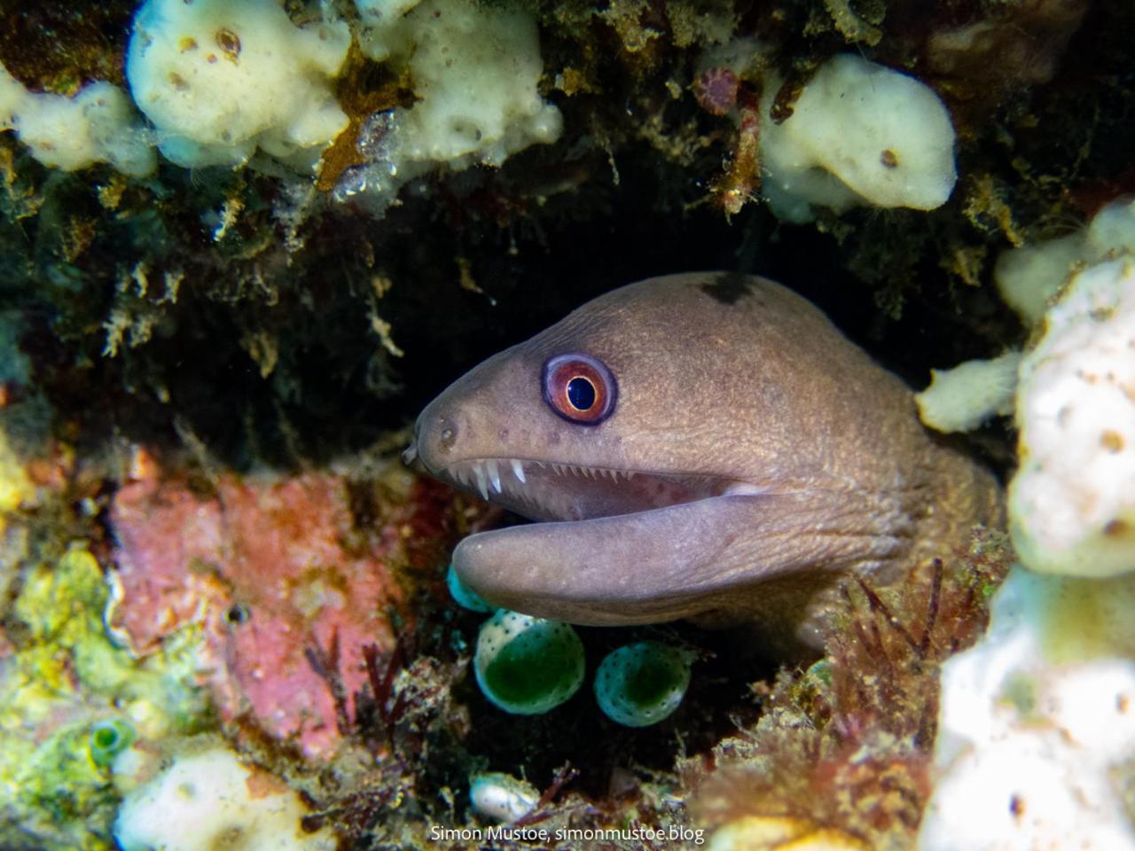 Hotel Teluk Karang Dive & *