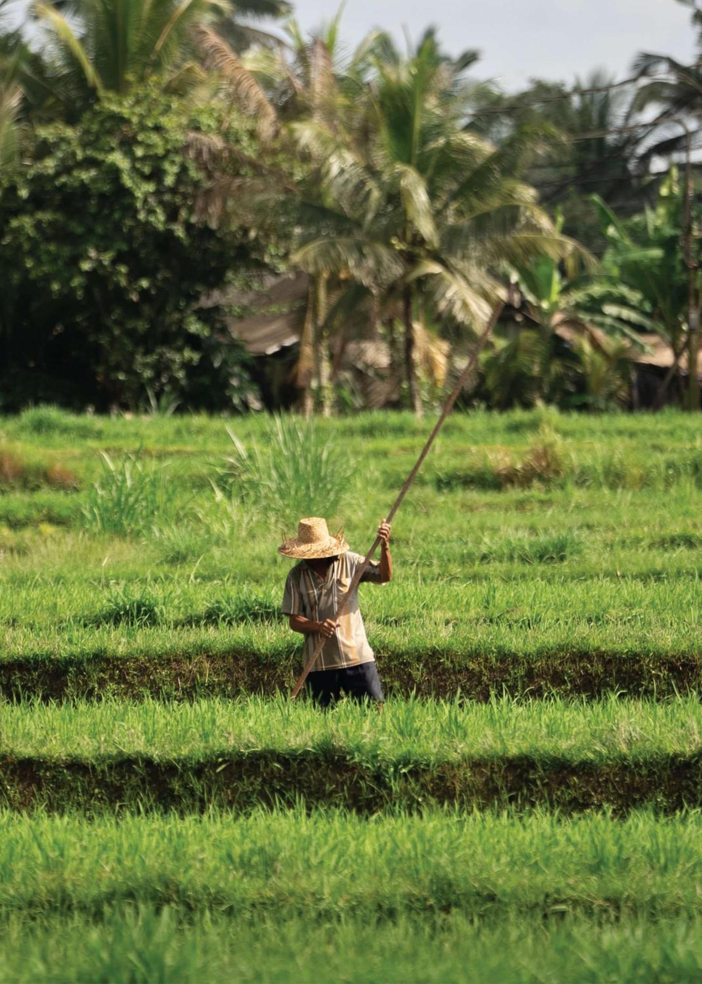 Alila Ubud 5*