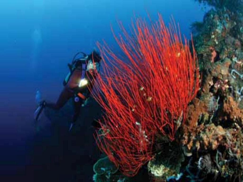 Resort Wreck Divers & Restaurant 3*