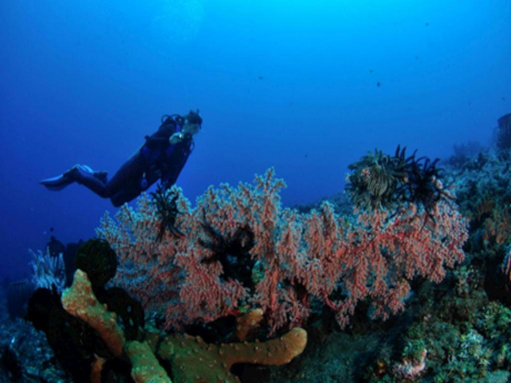 Wreck Divers & Restaurant 3*