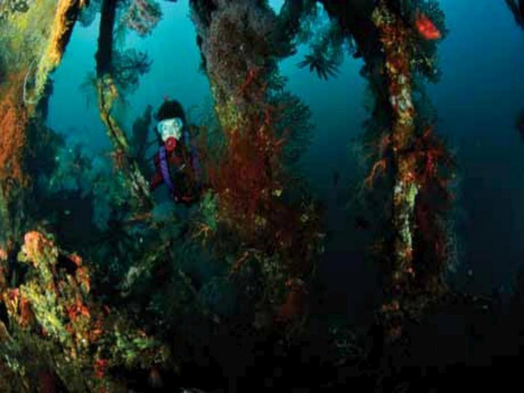 Resort Wreck Divers & Restaurant 3*
