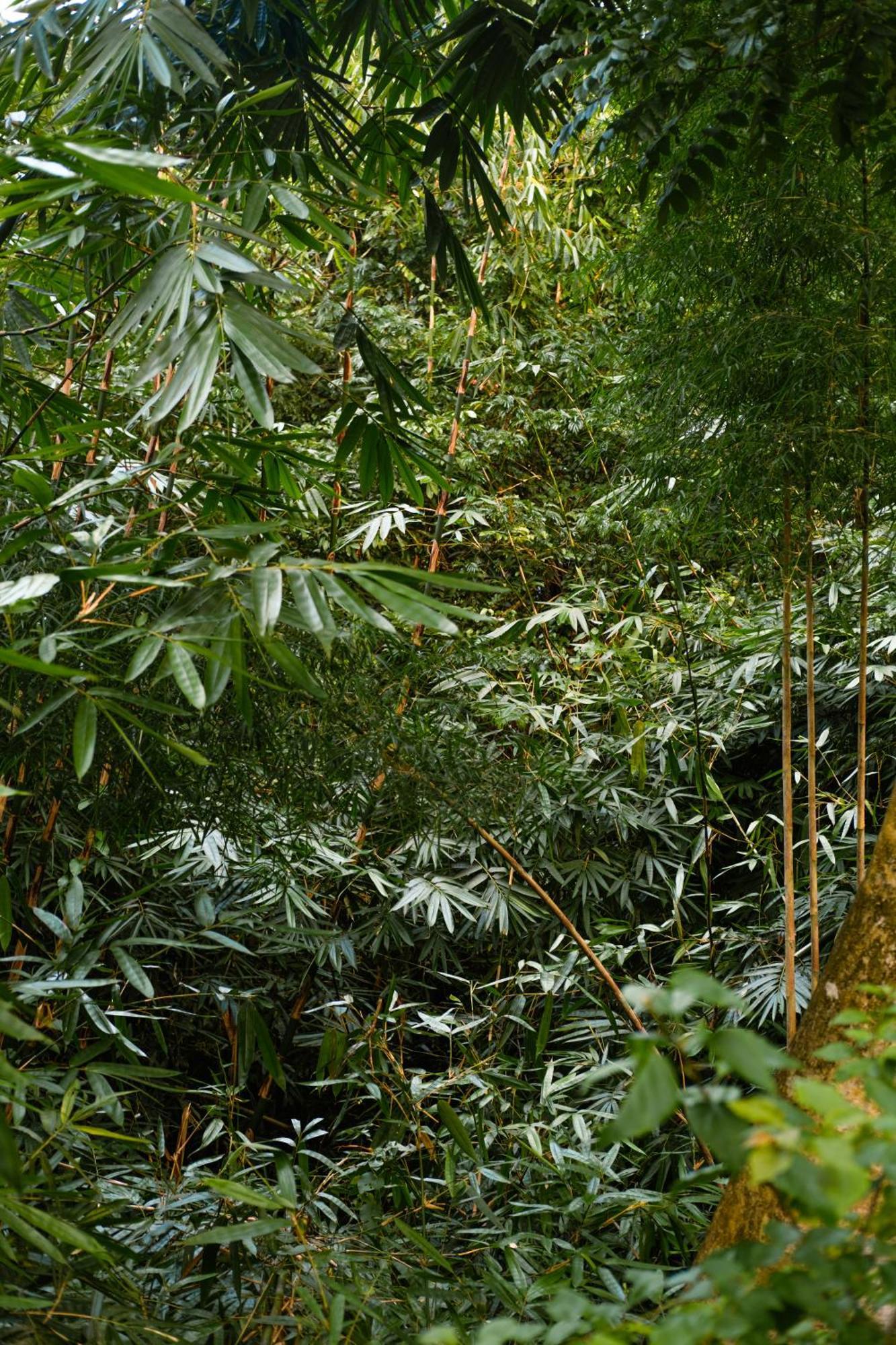 Beingsattvaa Luxury Resort Ubud (Bali)