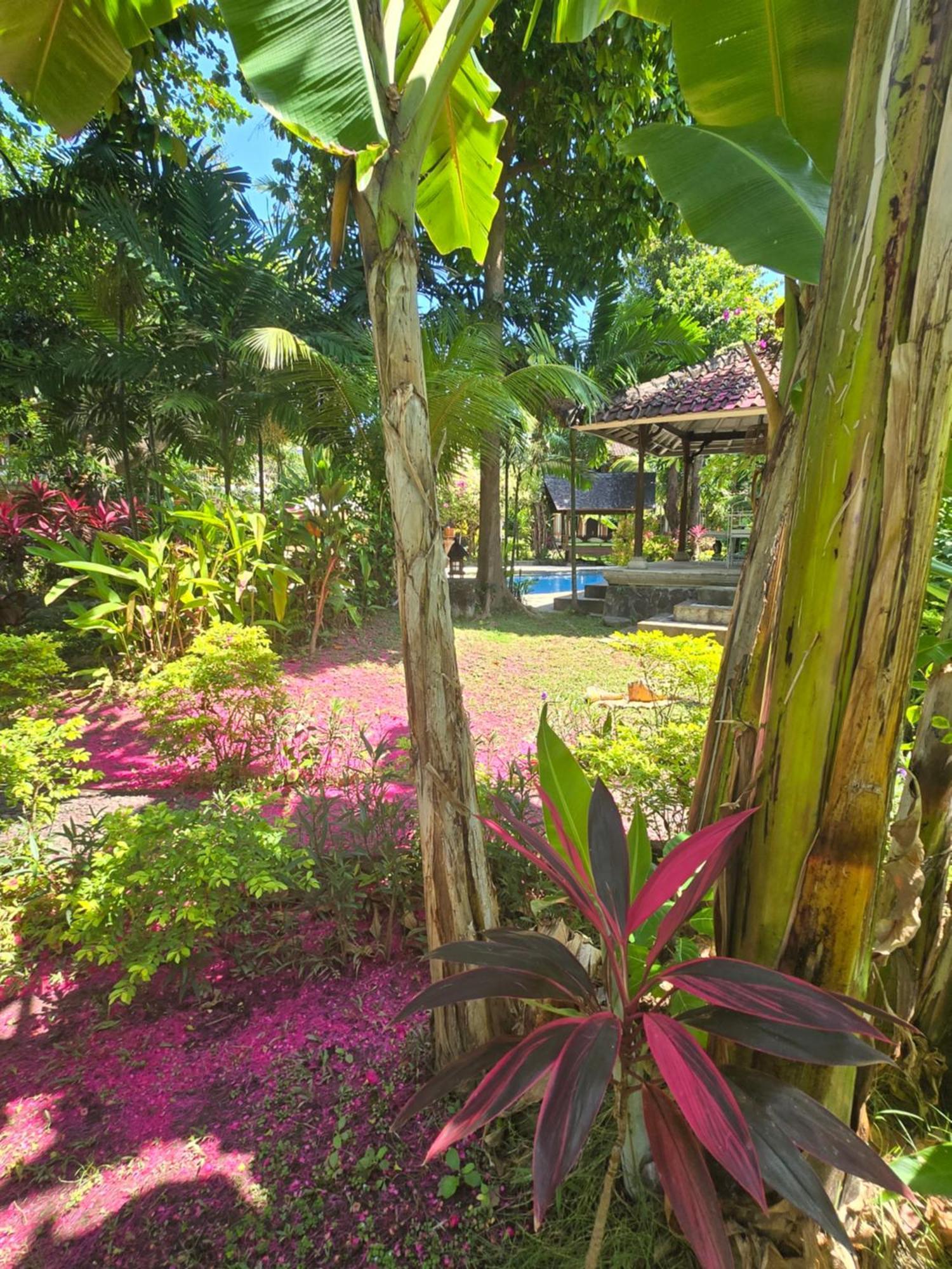 Hotel Rambutan Lovina (Bali)