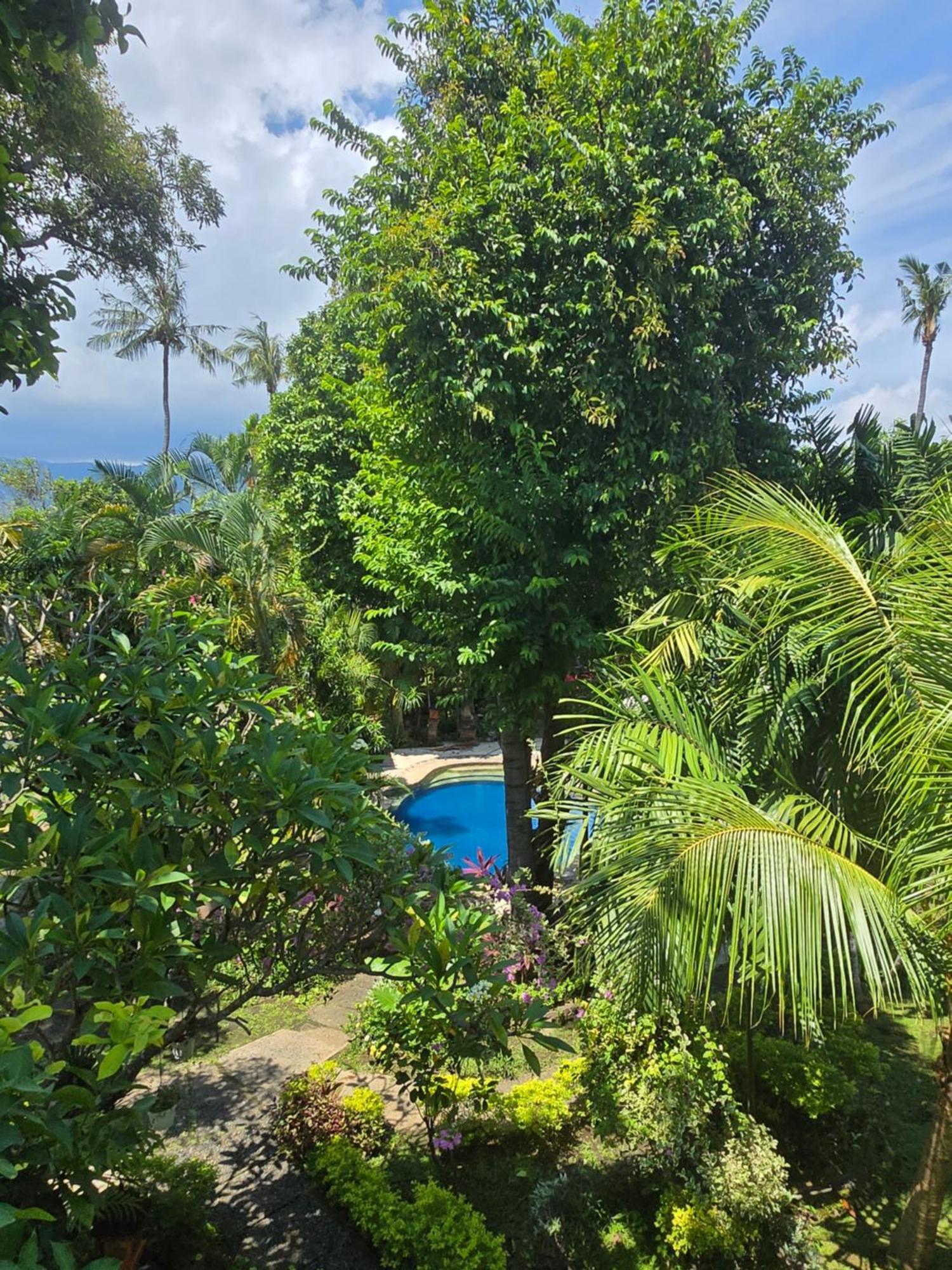 Rambutan Lovina (Bali)