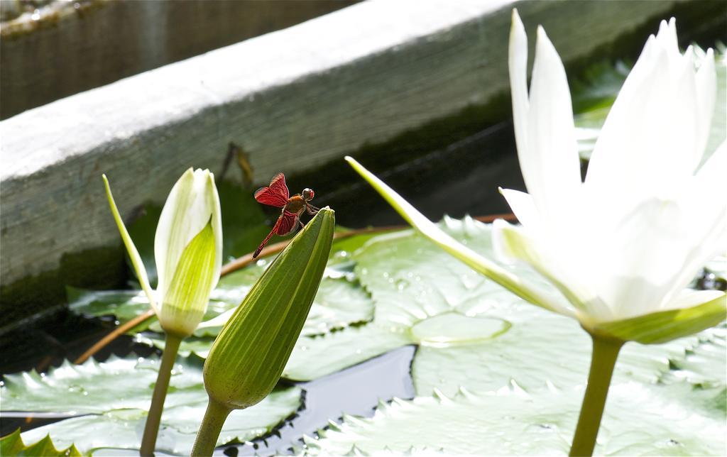 Costa Plenty Bed & Breakfast Sanur (Bali)