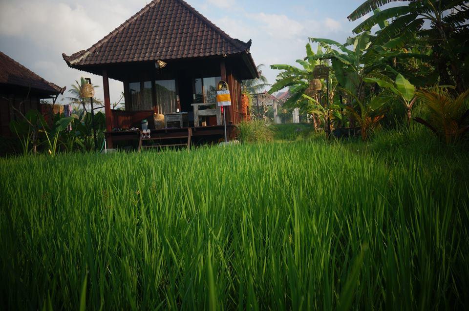 Surf Camp Holiday park Keramas