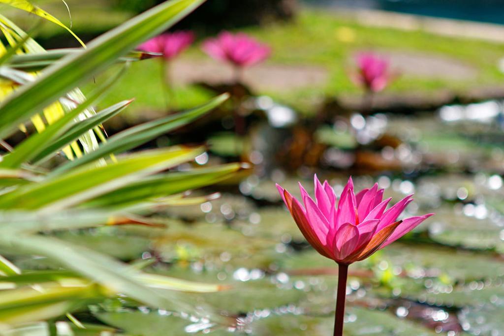 Hibiscus Sanur (Bali)