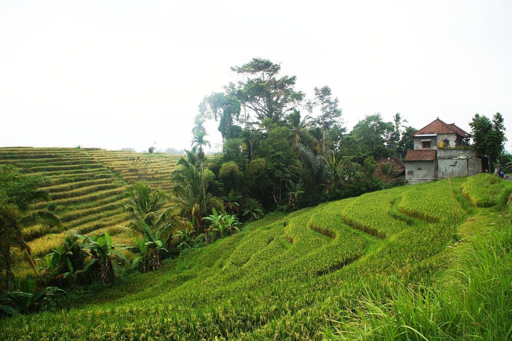 Yeh Panes Hot Spring Penebel