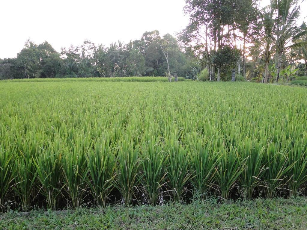 Indigo Tree Resort Ubud (Bali)