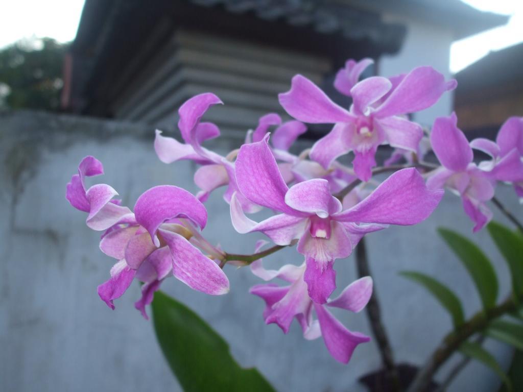 Semana * Ubud (Bali)