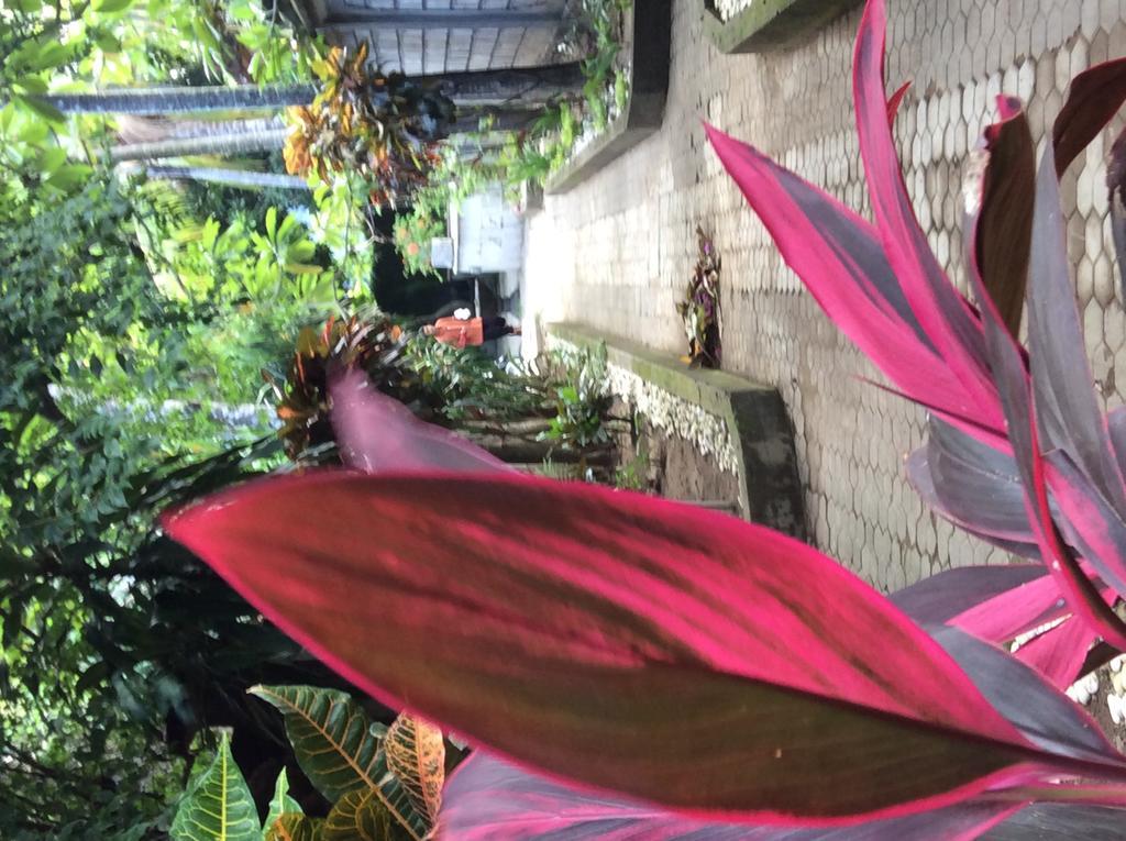 Bali Guest