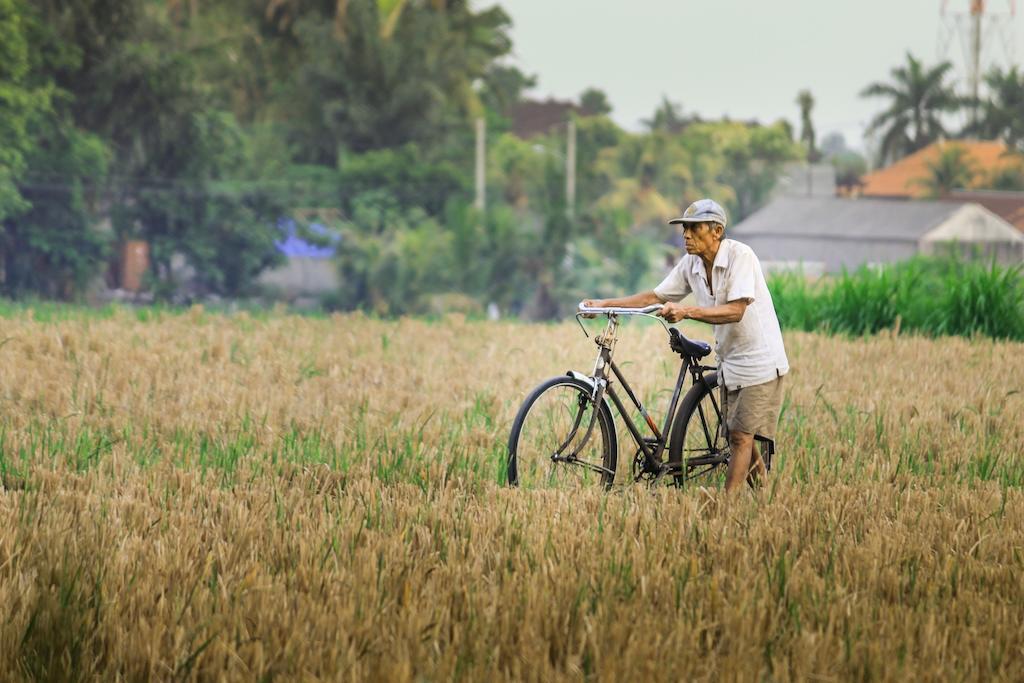 Umasari Rice Terrace By Agata *
