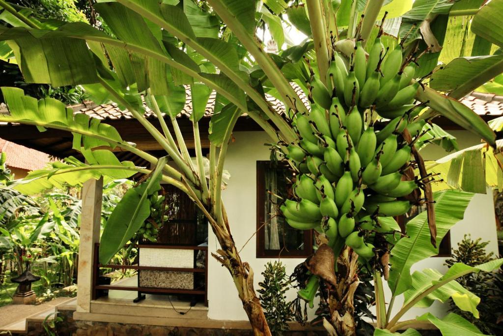 Bali Dream House Holiday park Amed (Bali)