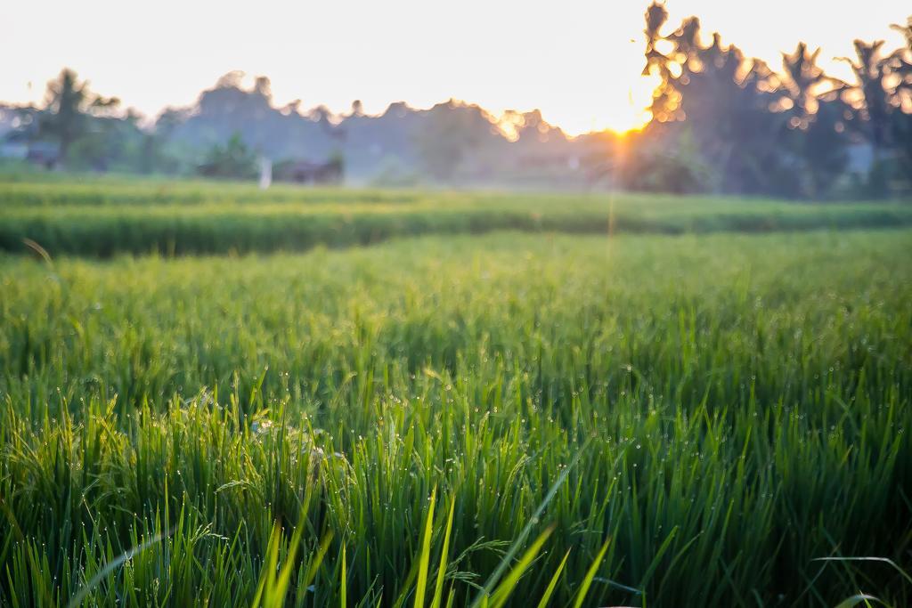Solo & Retreat Ubud (Bali)