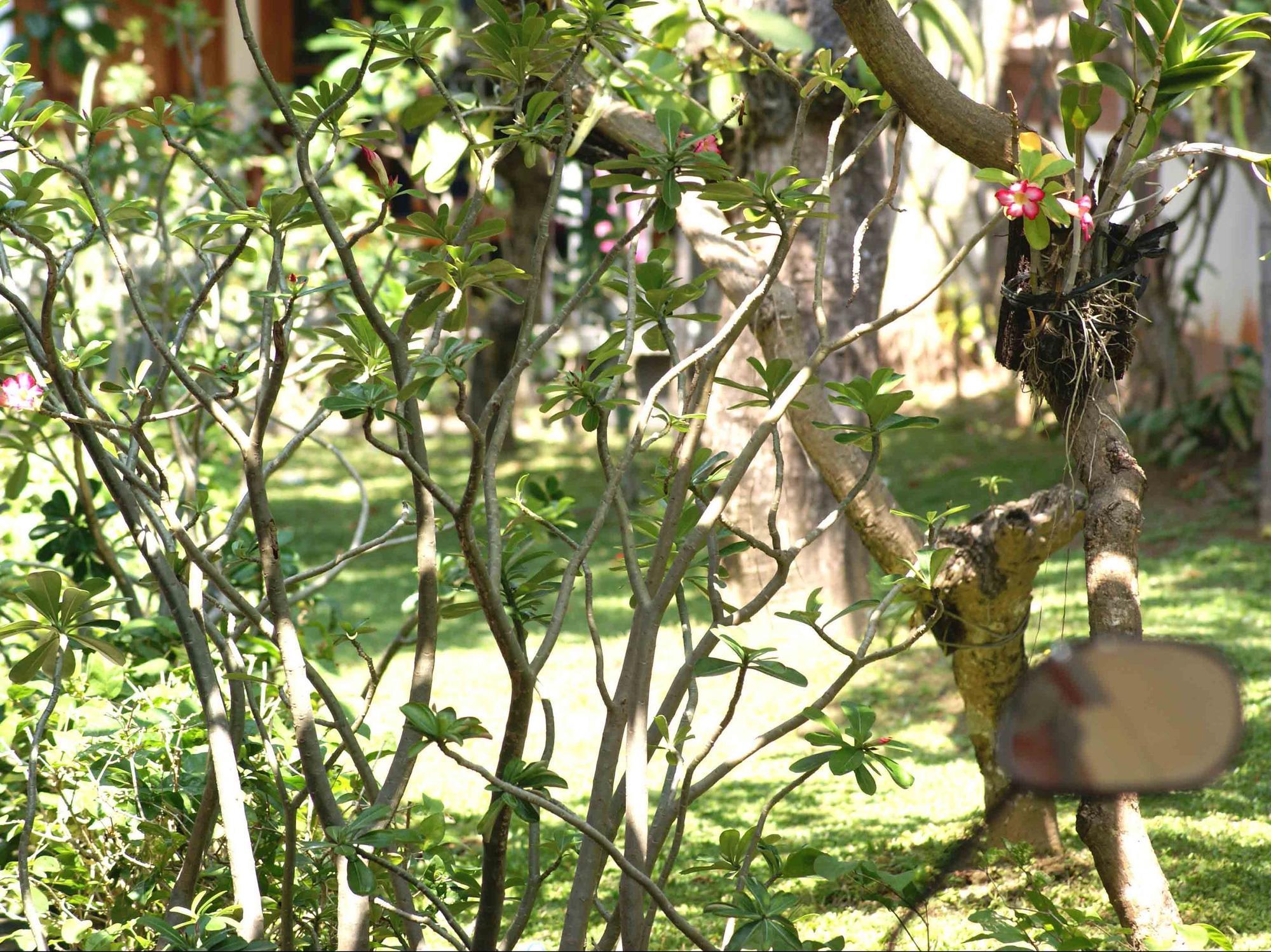 Guest house Hasan Nusa Dua (Bali)