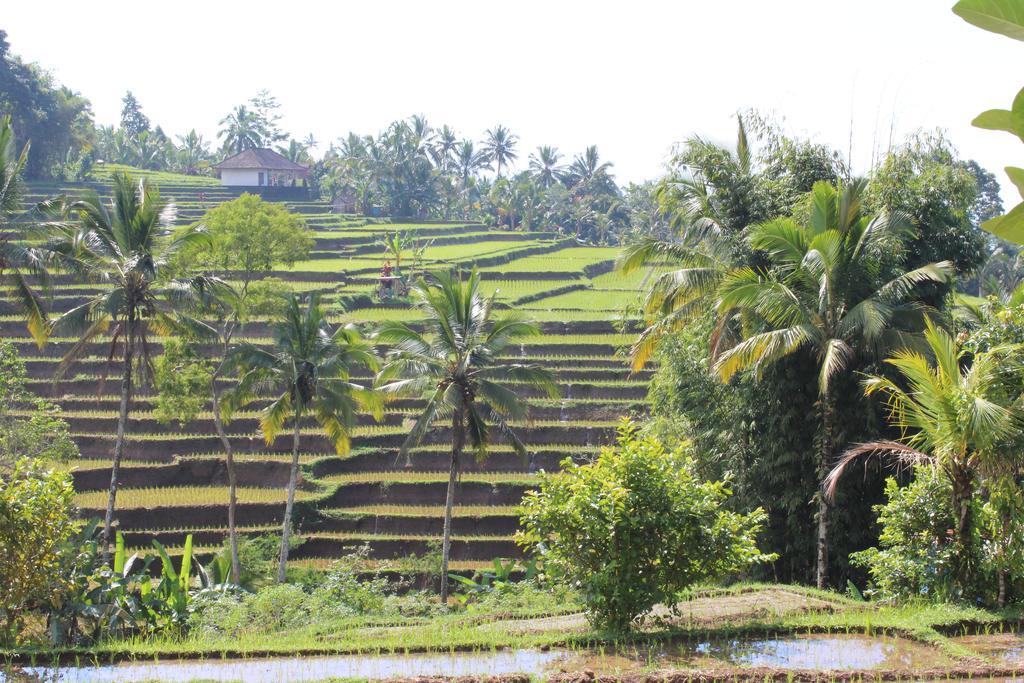 Tegal Jero Jatiluwih
