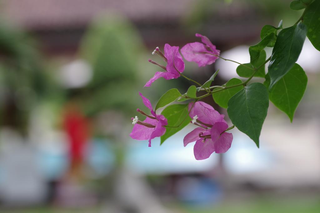 Guest house Tirta Sari Pemuteran (Bali)