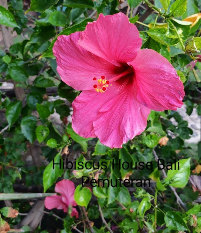 Hibiscus House Bali Wisma tamu Pemuteran (Bali)