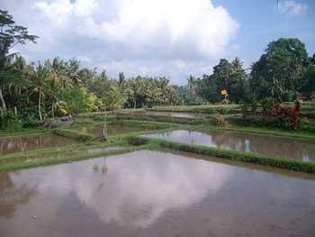 Ala's Lagoon Guest house Ubud (Bali)