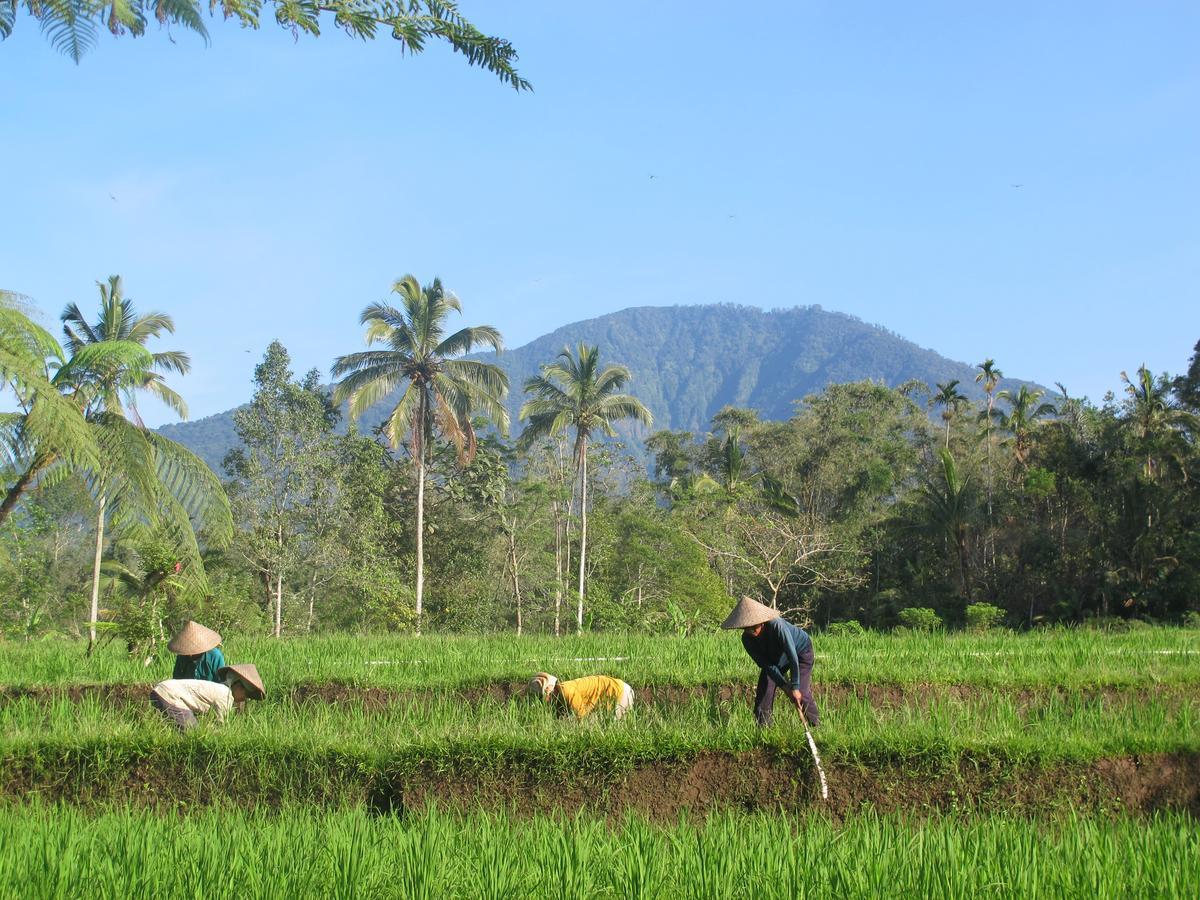 Resort Prana Dewi Mountain