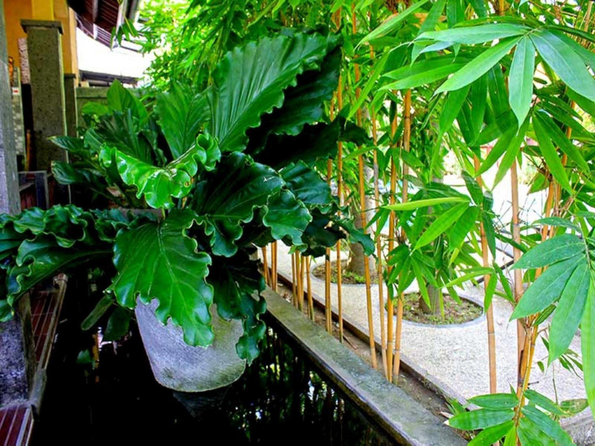 Guest house Alami Resort, Restaurant And Dive Center Amed (Bali)
