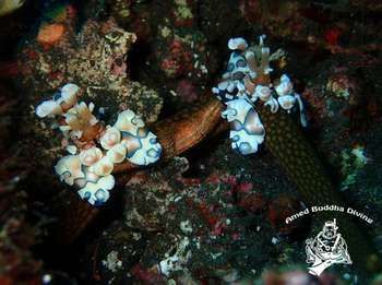 Alami Resort, Restaurant And Dive Center Guest house