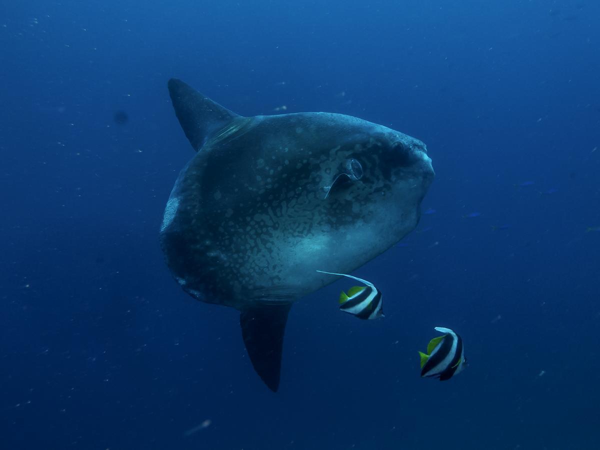 Hotel Benthos Bali Dive