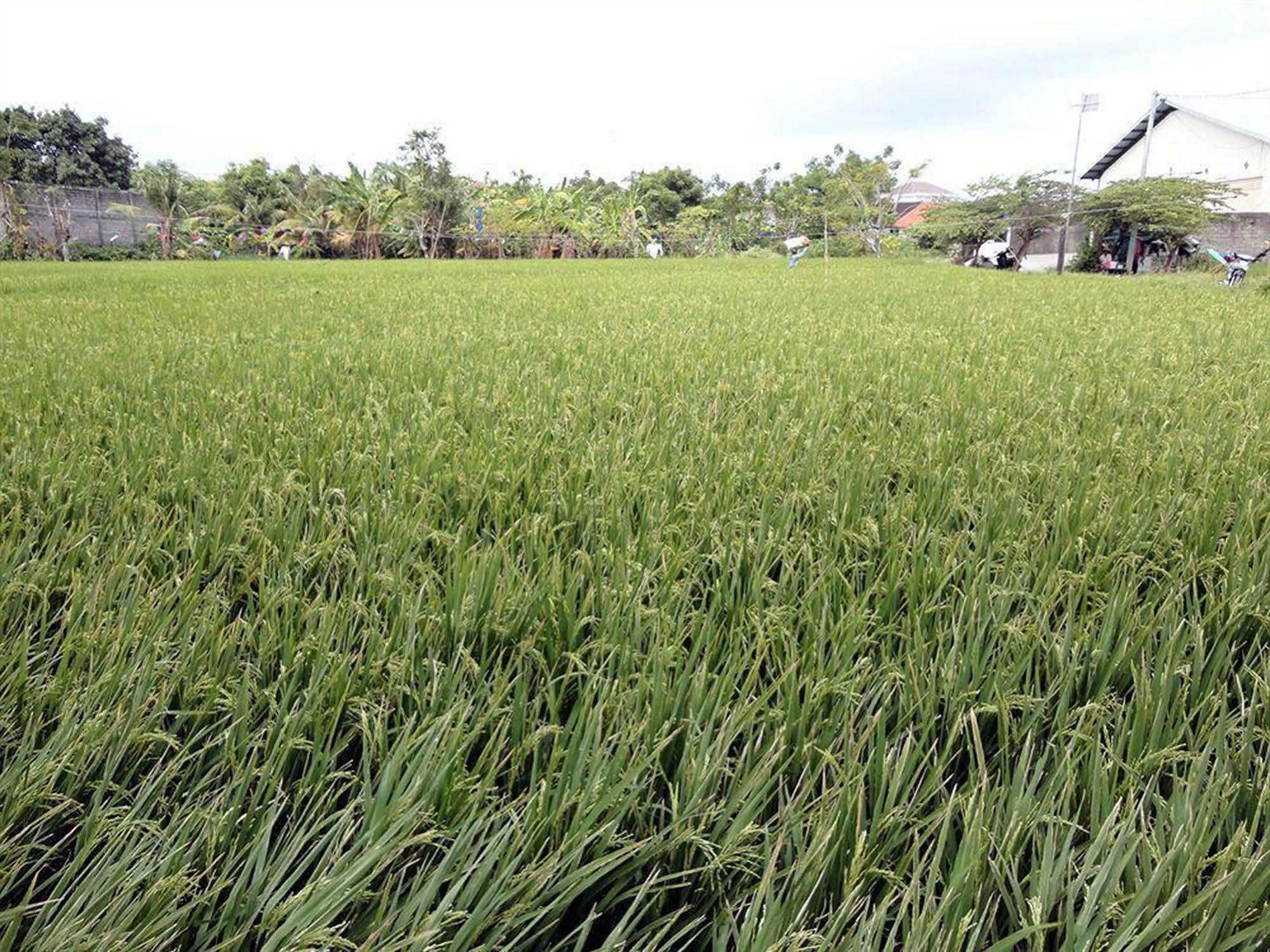 Nakula Kuta 2* Kuta (Bali)
