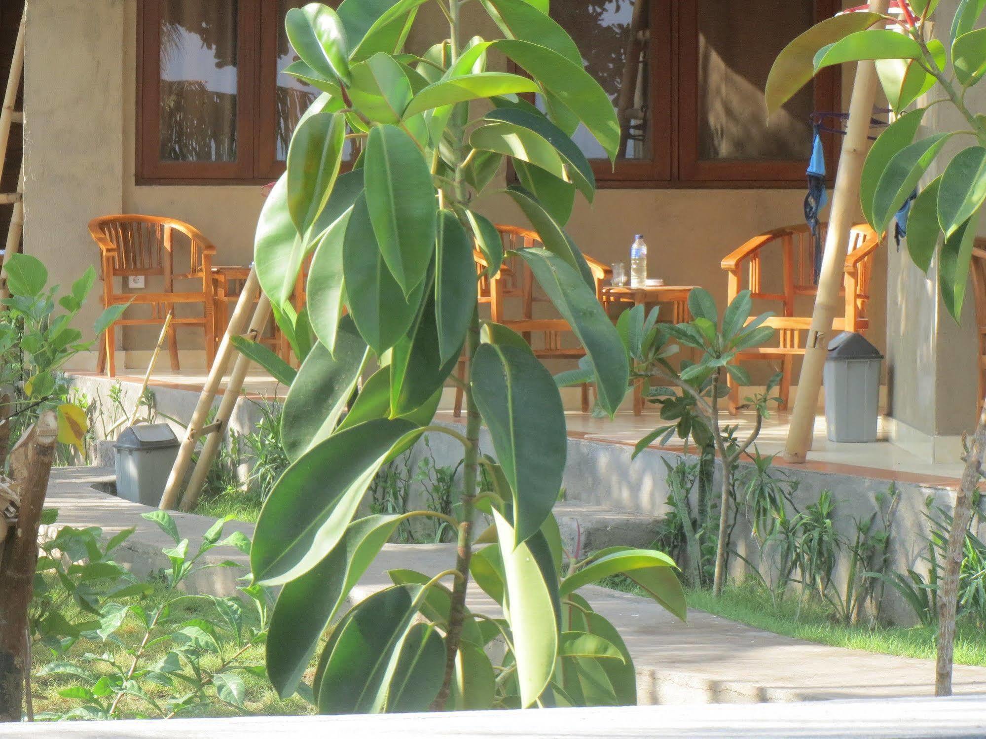 Sari Guest house Amed (Bali)