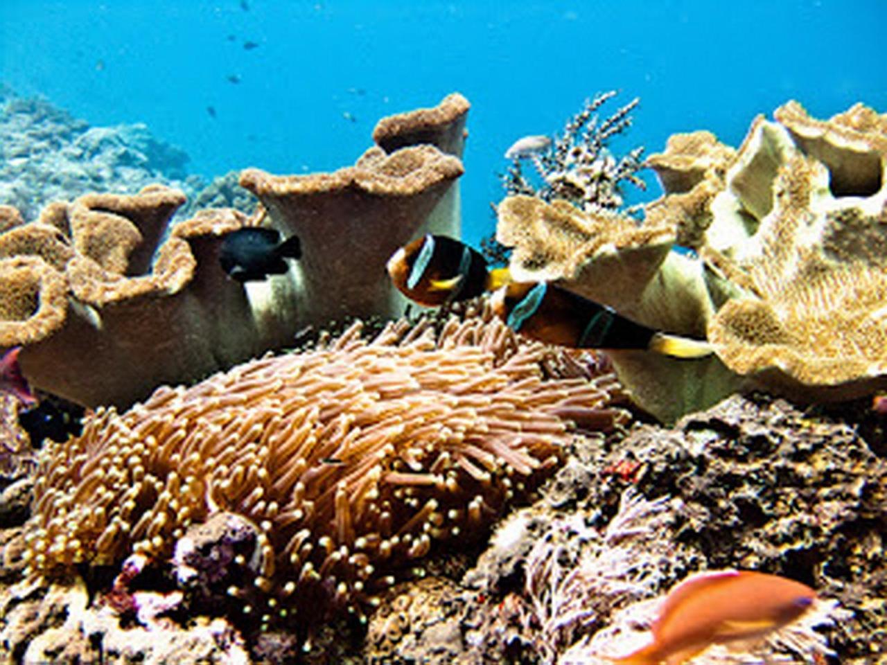 Holiday park Ocean Ceningan Island