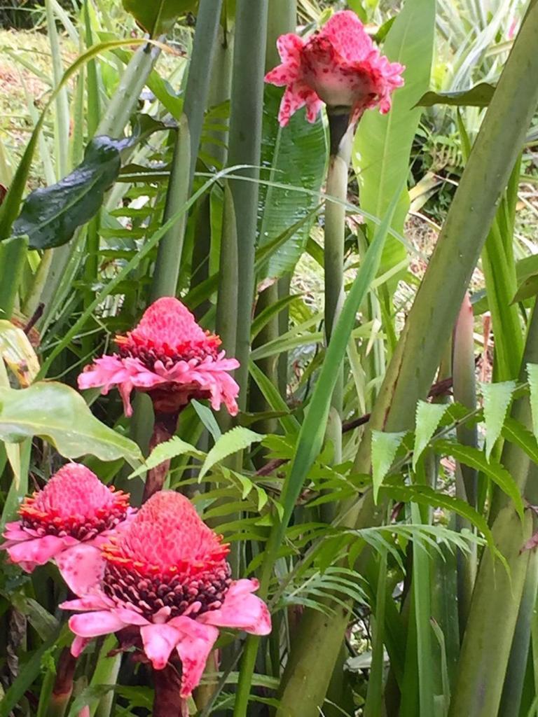 Lodge Bali Mountain Retreat Selemadeg (Bali)