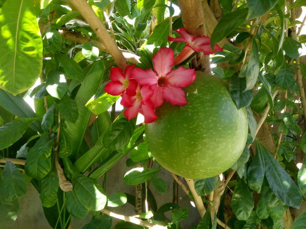 Minory Amed (Bali)