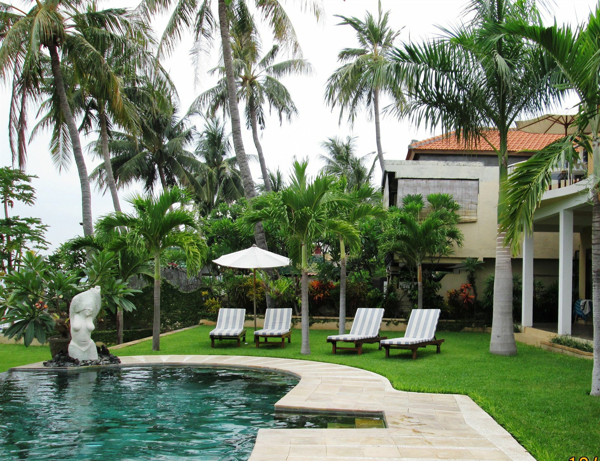 Dolphin Bali