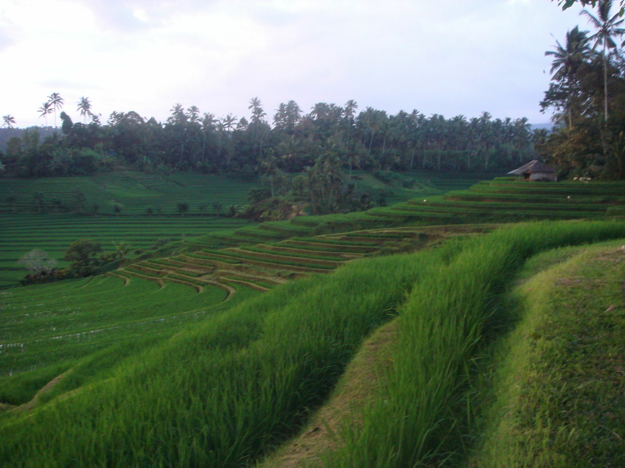 Cempaka Belimbing Taman liburan Blimbing (Bali)