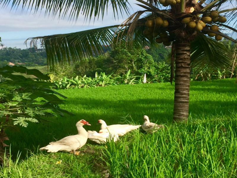 Hotel Bisma Ubud (Bali)