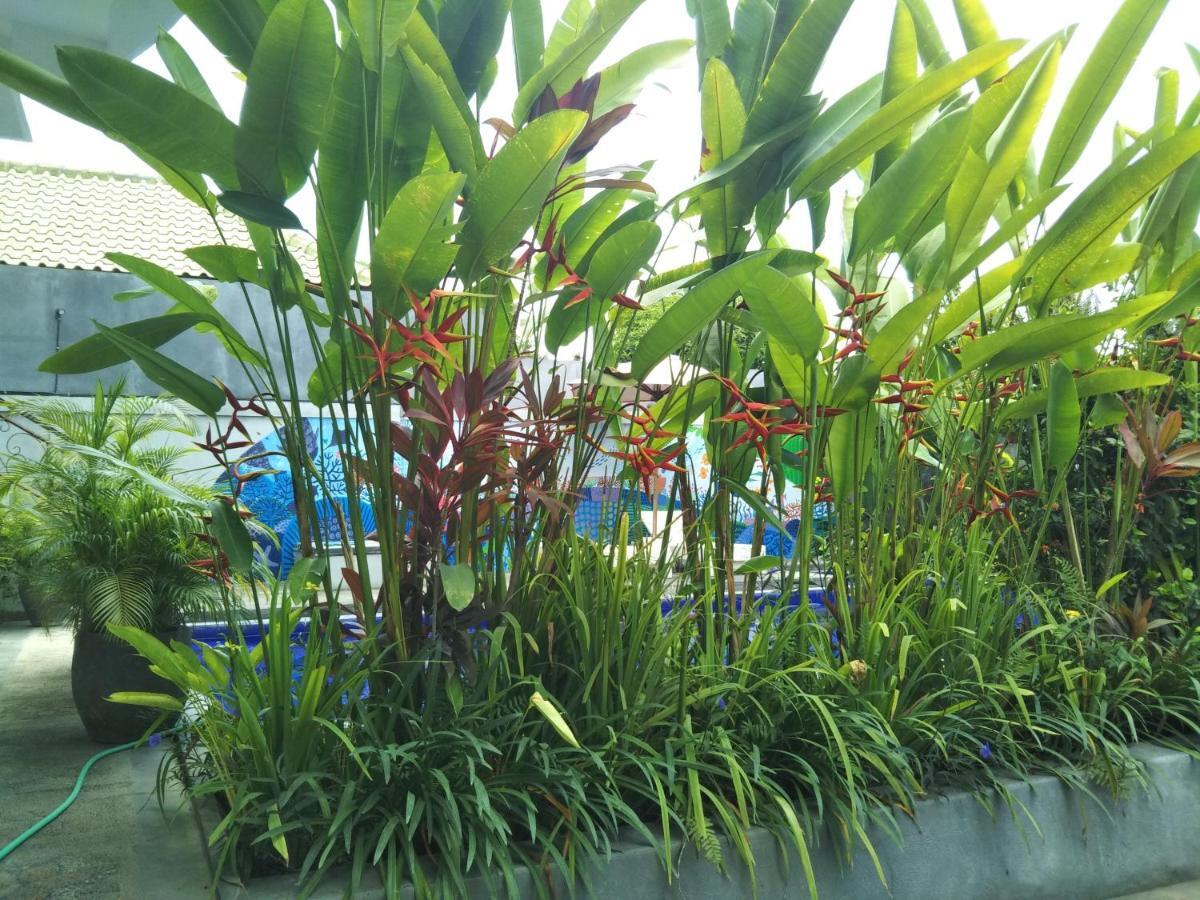 Merry's House Canggu (Bali)
