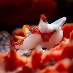 Palm Springs Bali Dive Resort