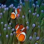 Alami Resort, Restaurant And Dive Center