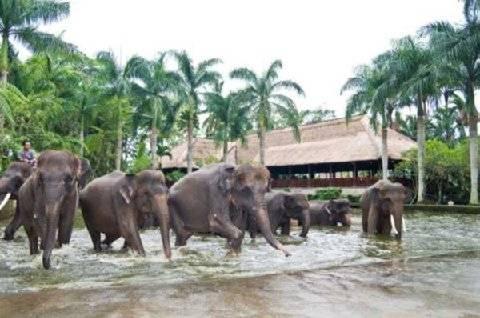 Mason Elephant Holiday park Ubud (Bali)