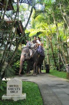 Mason Elephant 5*