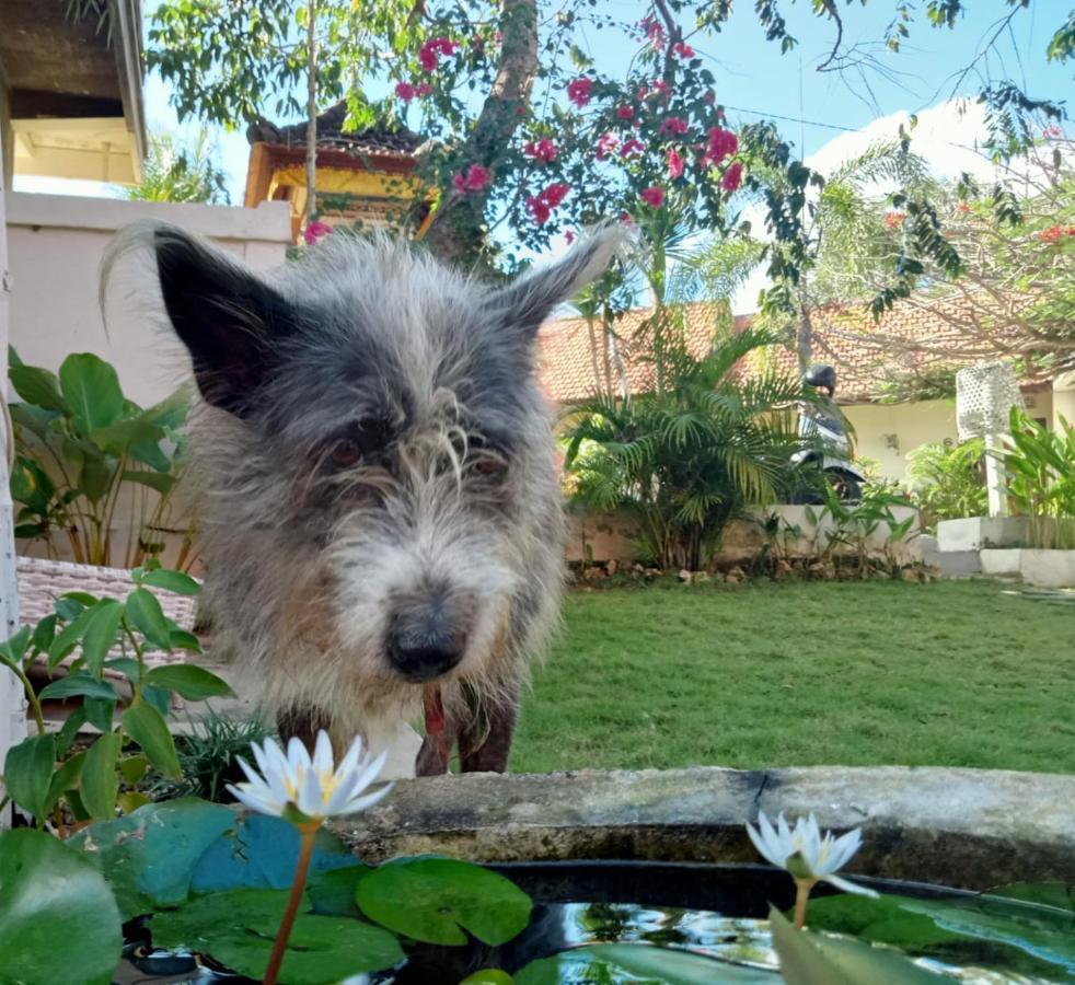 Ricca Eco Homestay Uluwatu (Bali)