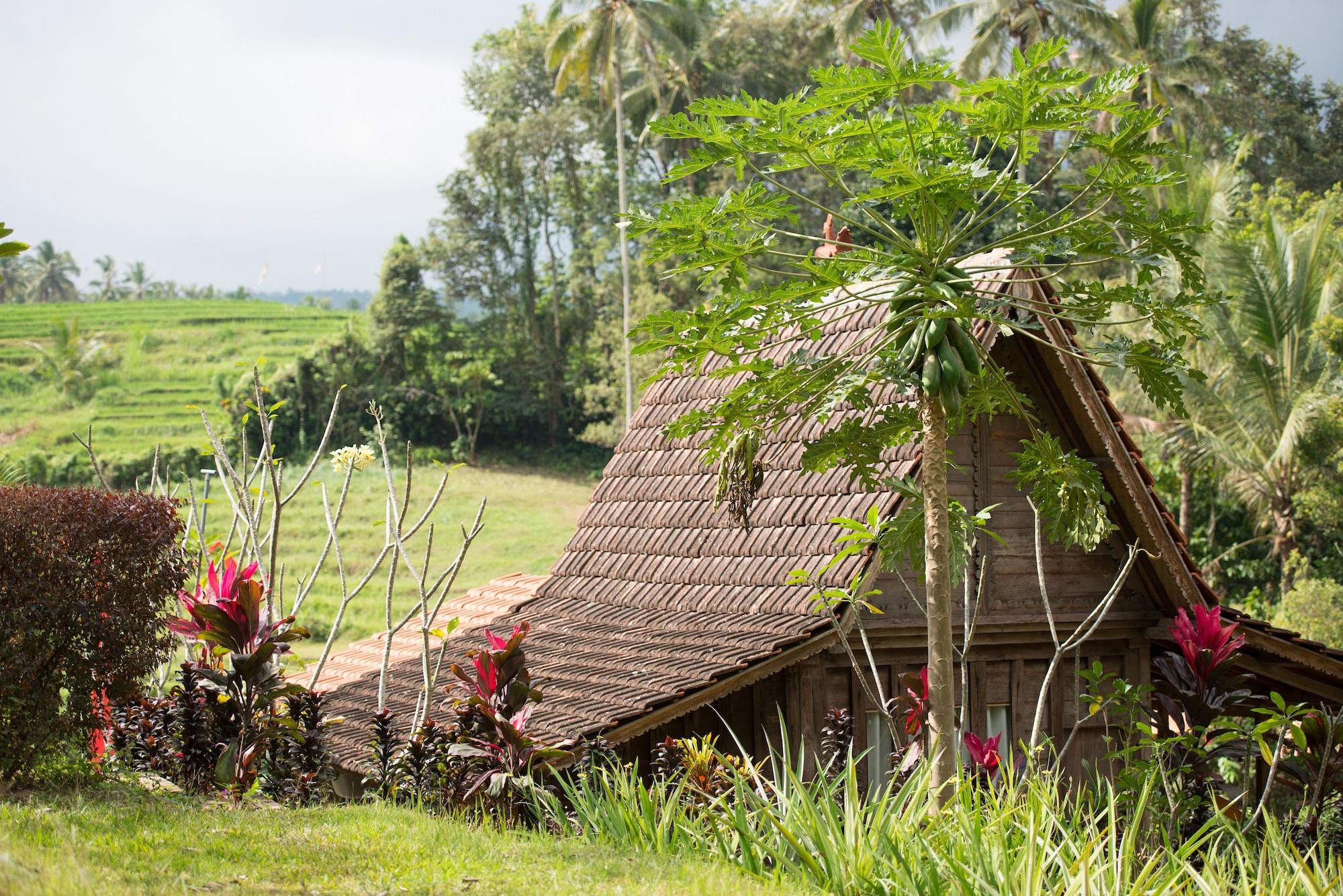 Bali Lush Bed & Breakfast Selemadeg (Bali)
