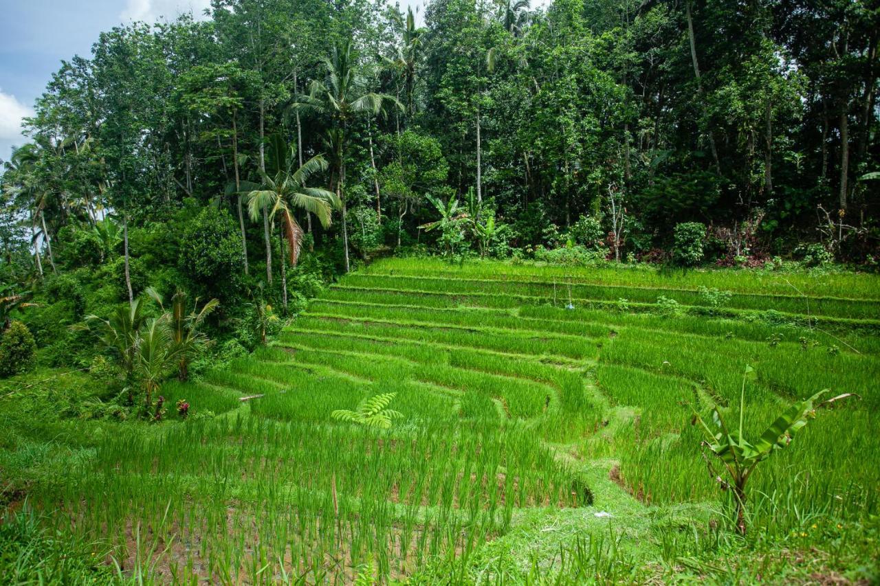 Tepi Sawah Lodge&retreat