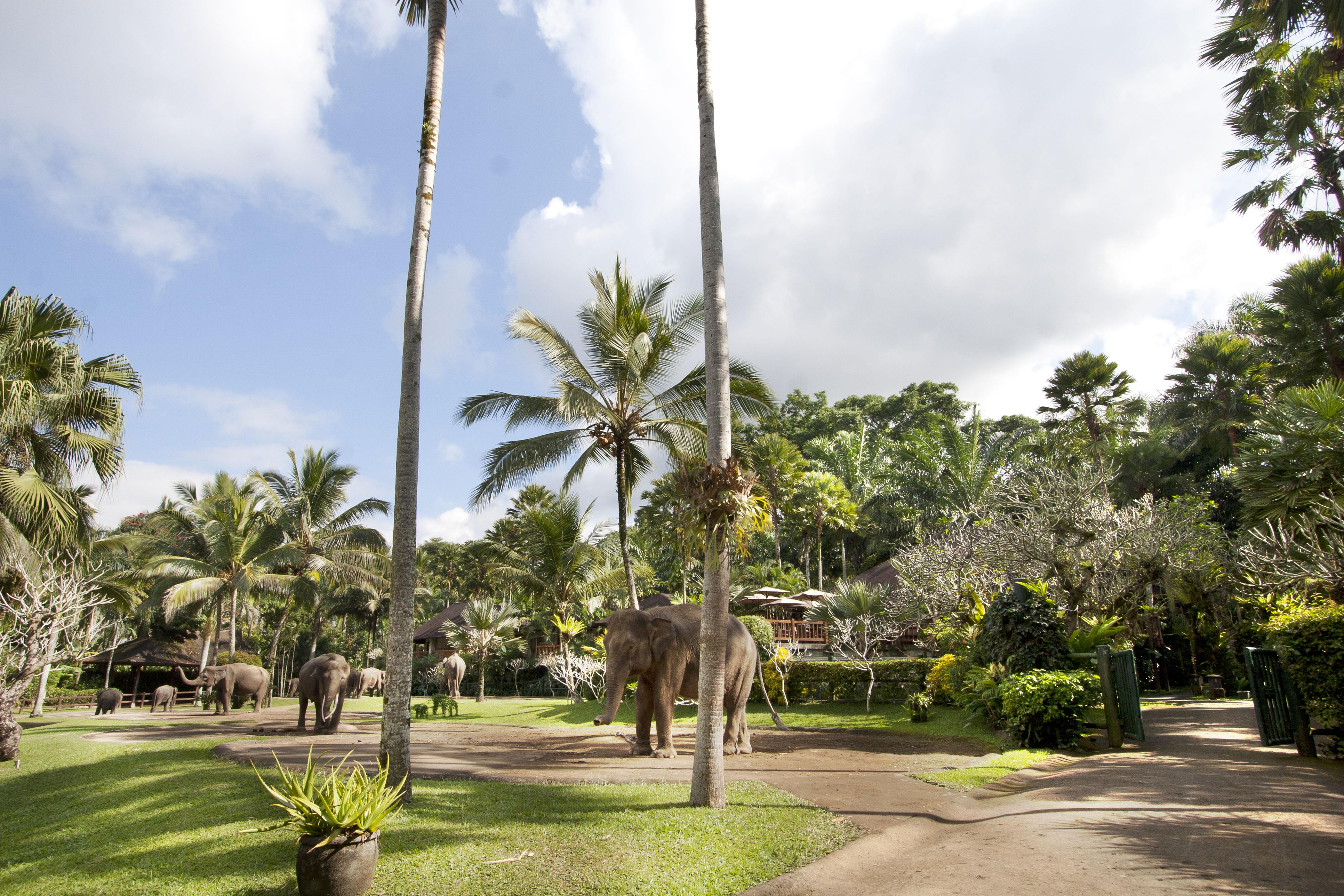 Mason Elephant 5* Ubud (Bali)