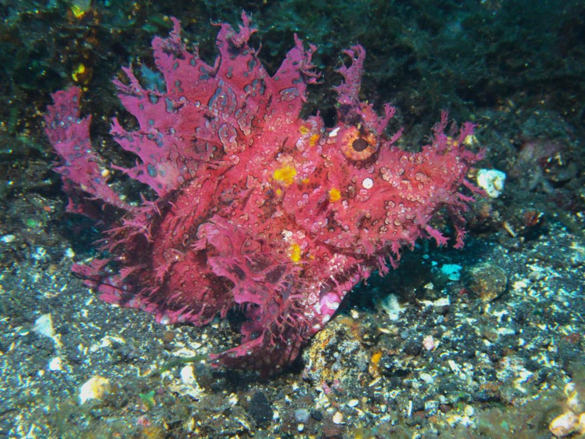 Puri Wirata Dive And Amed (Bali)