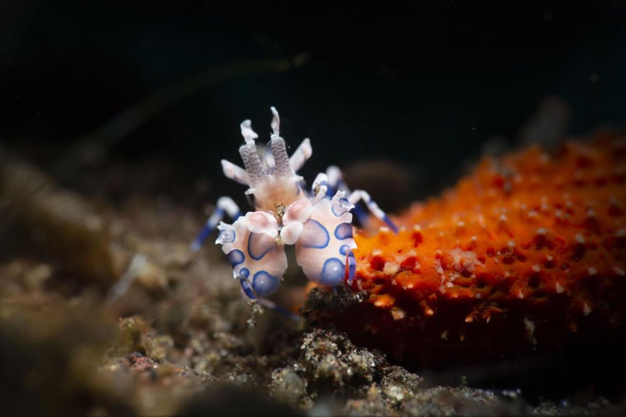 Palm Springs Bali Dive